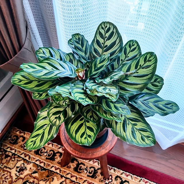 NSDさんの実例写真