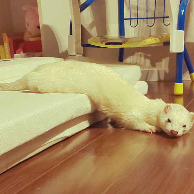 imoneko.hachiさんの実例写真