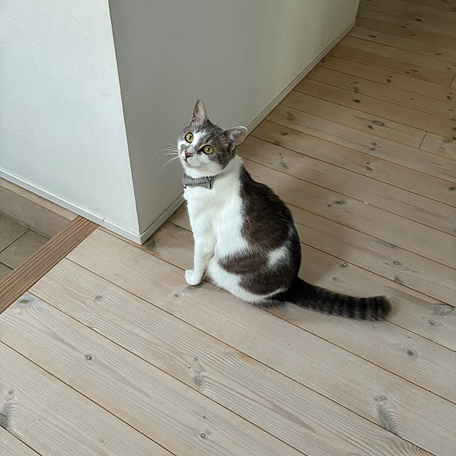 comiriさんの部屋