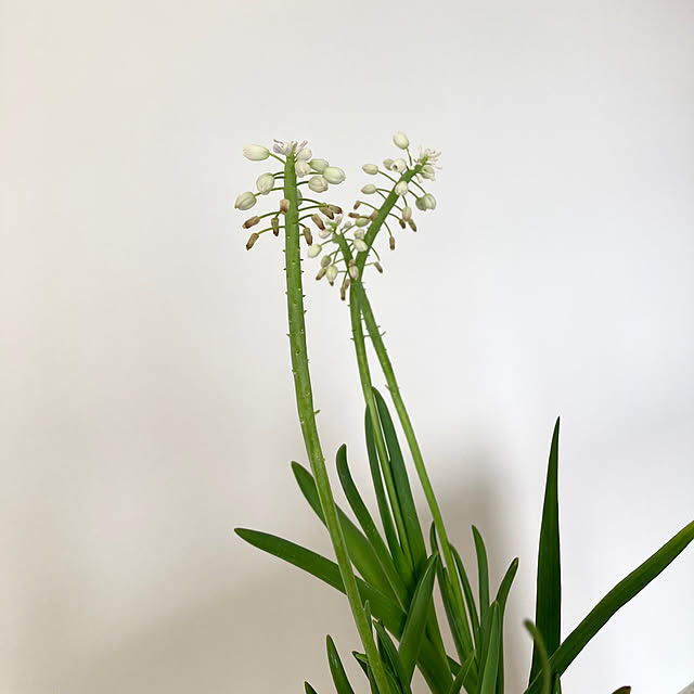 maki_papercraftさんの部屋