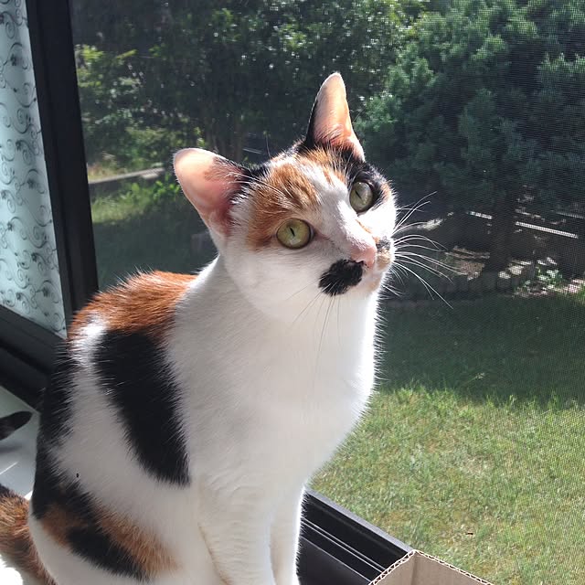 Kinanさんの実例写真