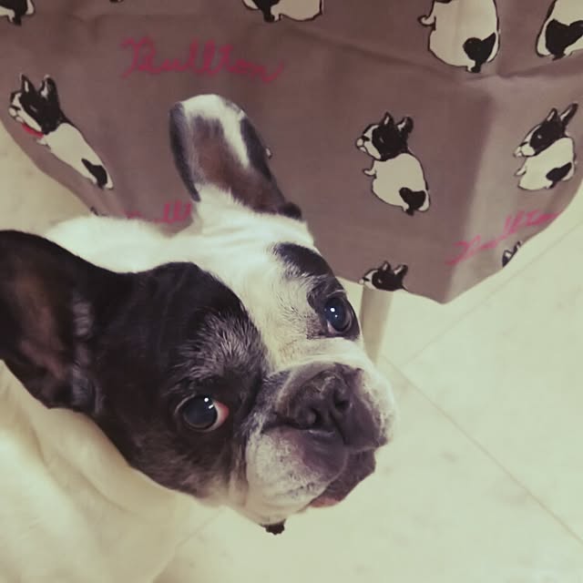 panchobiさんの実例写真