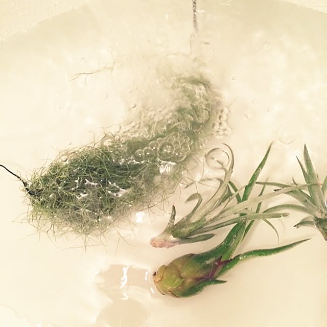 accoさんの実例写真