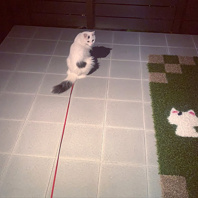 庭/ベッド周りのインテリア実例 - 2021-06-26 11:02:03