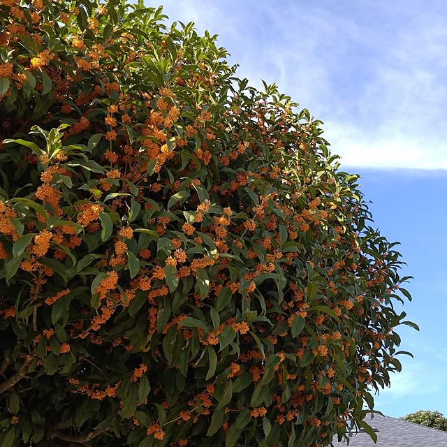 mercuryさんの実例写真