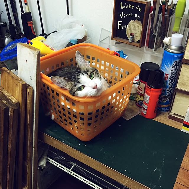 maiさんの実例写真