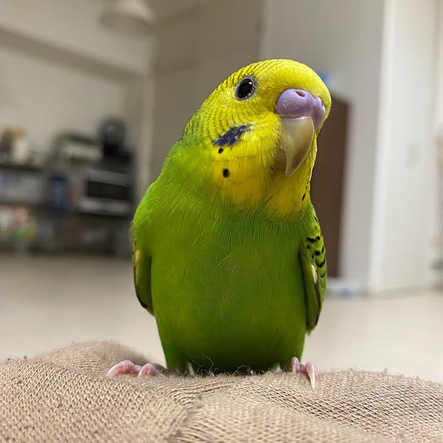 ohanaさんの実例写真