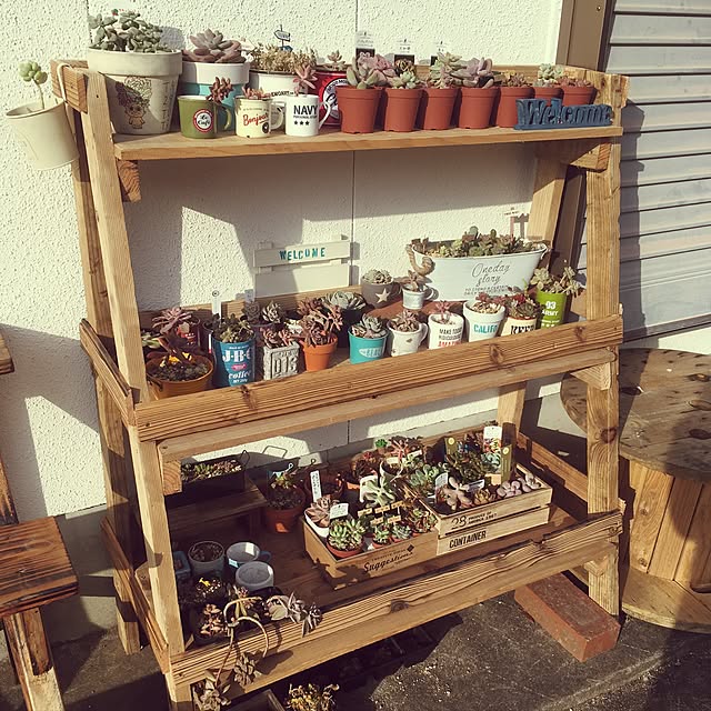 棚/多肉植物/100均/3COINS/DIYのインテリア実例 - 2017-02-26 14:56:18
