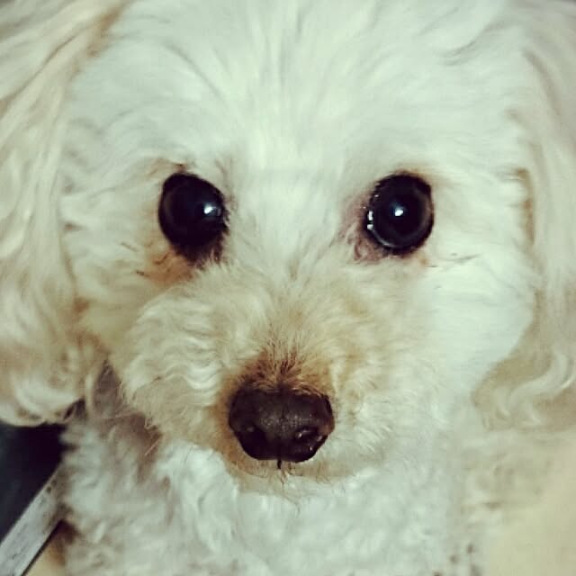 meglin.xnoelさんの実例写真