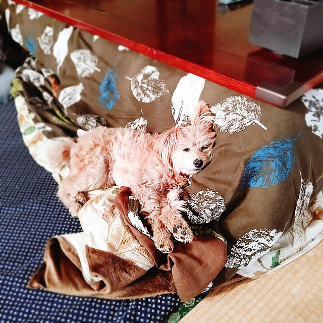 mai_maiさんの実例写真