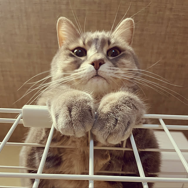 su-puriさんの実例写真