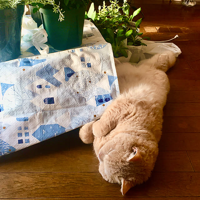 naokoさんの部屋