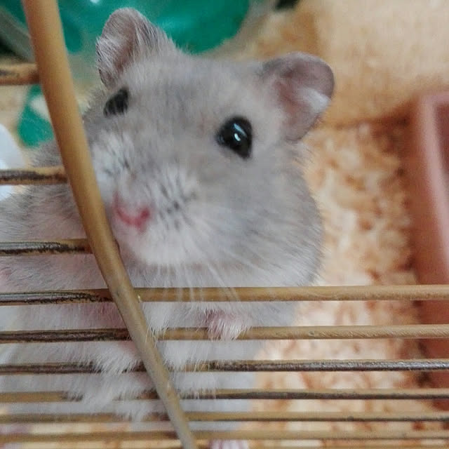 chachaさんの実例写真