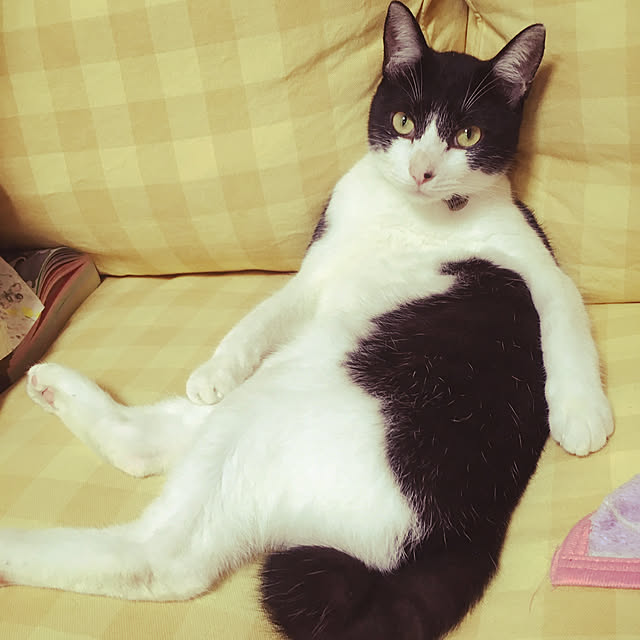 実例写真