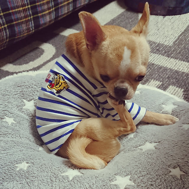 yossyさんの実例写真