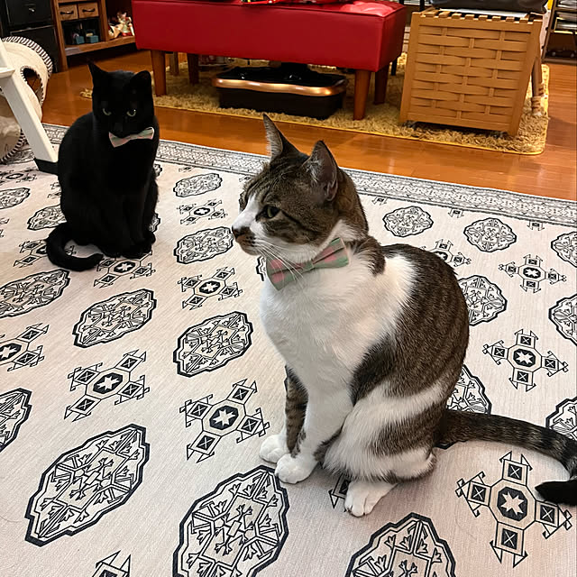 jijiさんの実例写真