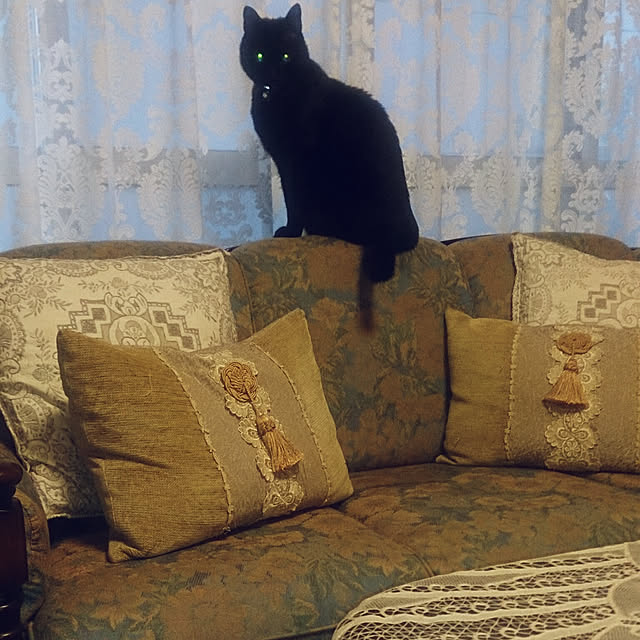 junkn6さんの実例写真