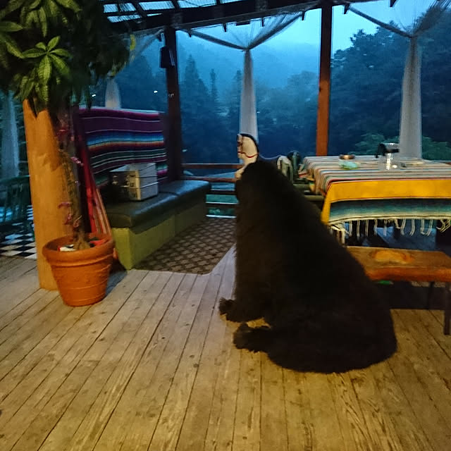 Yosikoさんの実例写真