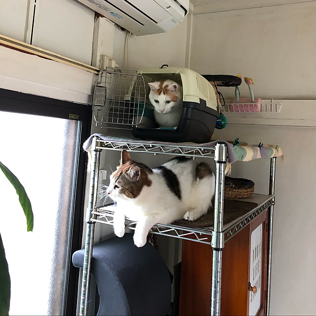 arayanさんの実例写真
