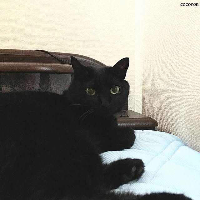 cocoronさんの実例写真