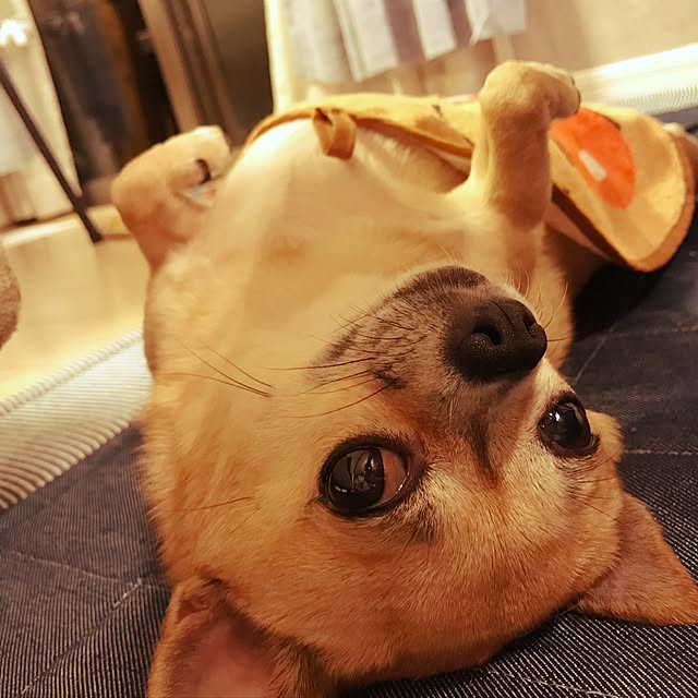 mamayuさんの実例写真