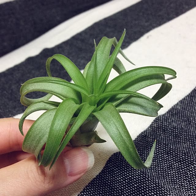 ramiko821さんの実例写真