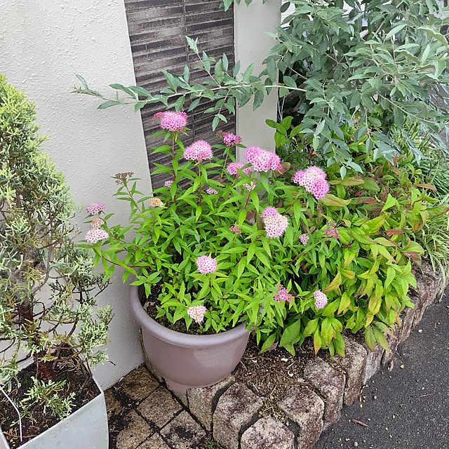 mutsuさんの実例写真