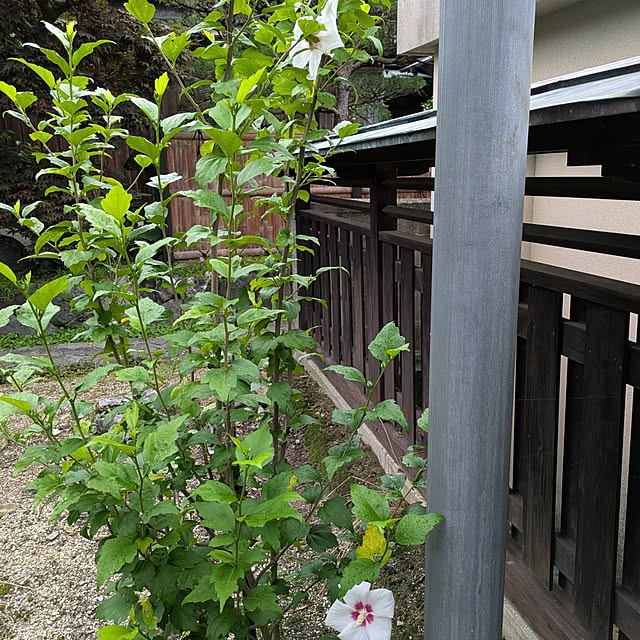 kuririnmamaさんの部屋