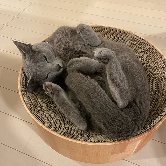 Norikongさんの実例写真