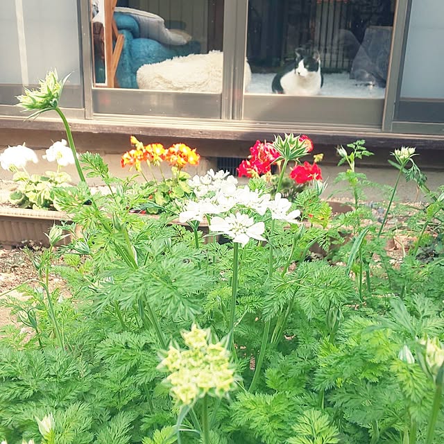 oseroさんの実例写真