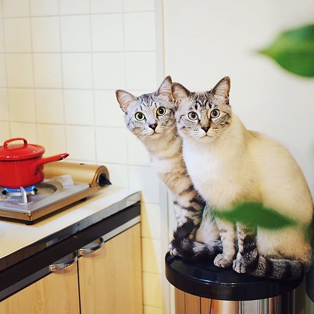 ineko_kさんの実例写真