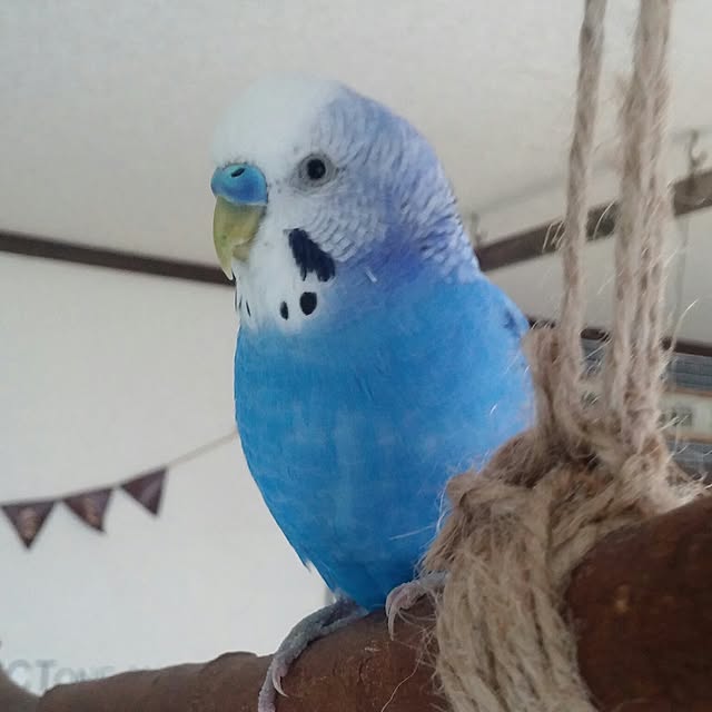 opiopiopiさんの実例写真