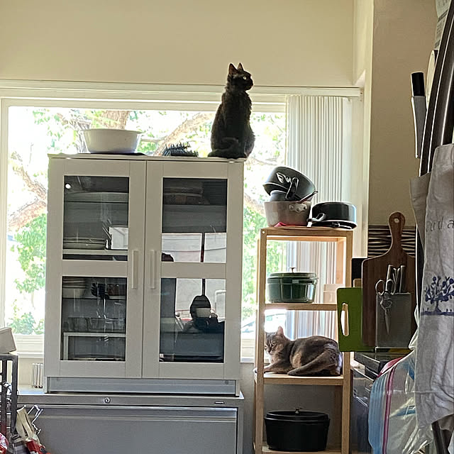 猫と暮らす。/キッチンのインテリア実例 - 2021-05-08 14:41:00