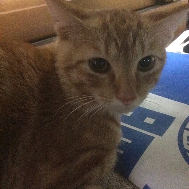 Tomokoさんの実例写真