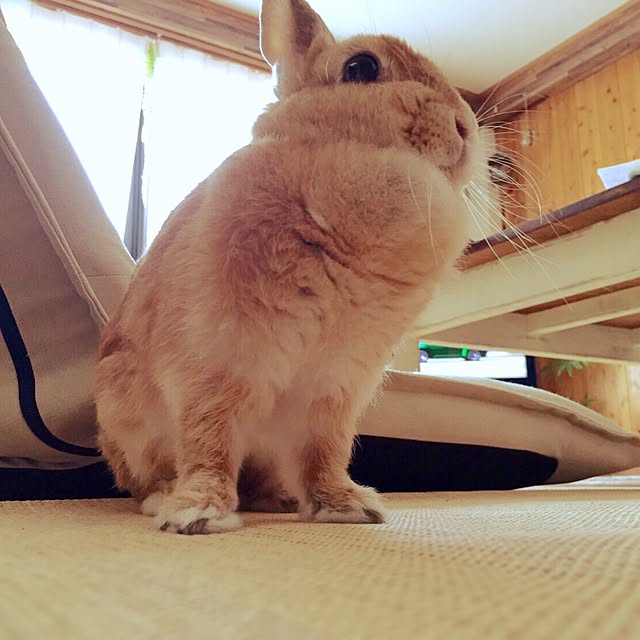hanamari31さんの実例写真