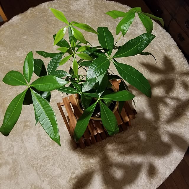 midoriさんの部屋