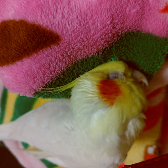 keikorinさんの実例写真