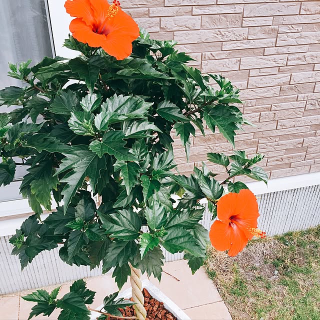 SHOKOさんの実例写真