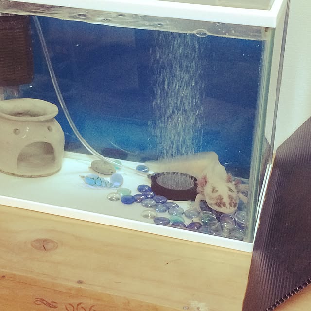 teruさんの実例写真
