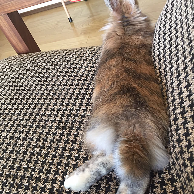 chiparuさんの実例写真