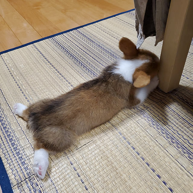 kanaさんの実例写真