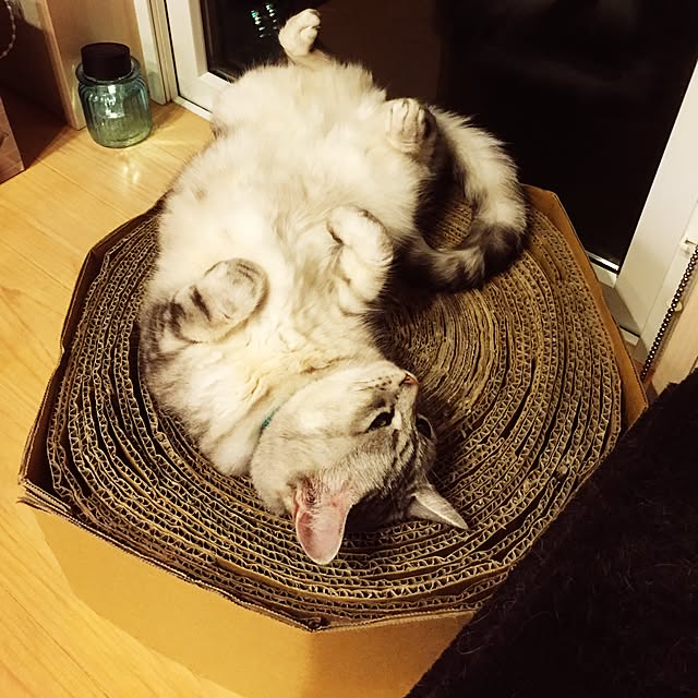 実例写真