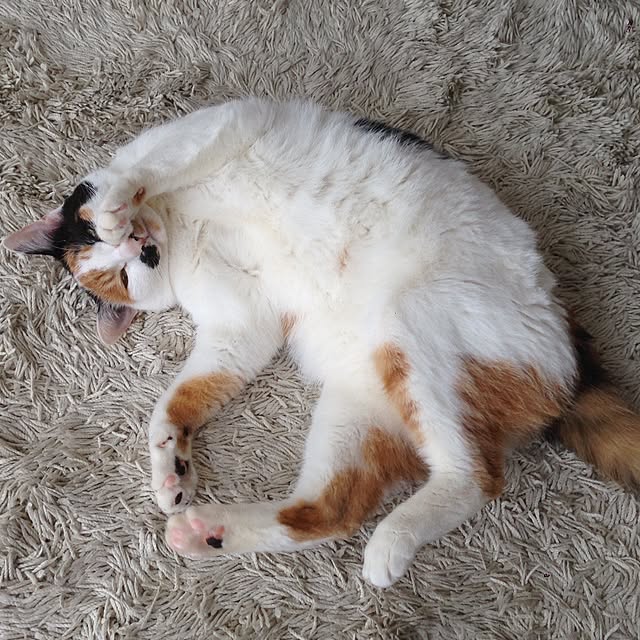 Kinanさんの実例写真