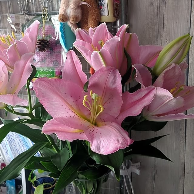 quanshanxia037さんの実例写真