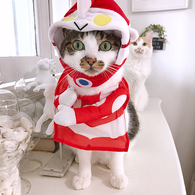 yuchiさんの実例写真
