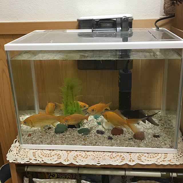 goro_wanさんの実例写真