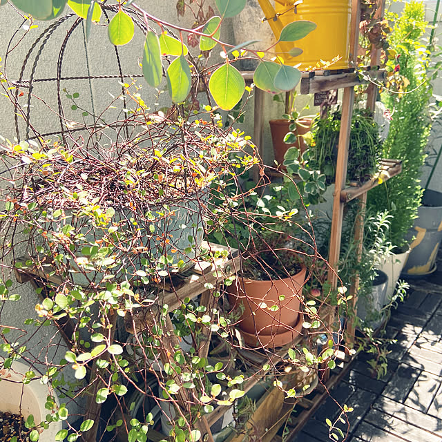 gachaさんの実例写真