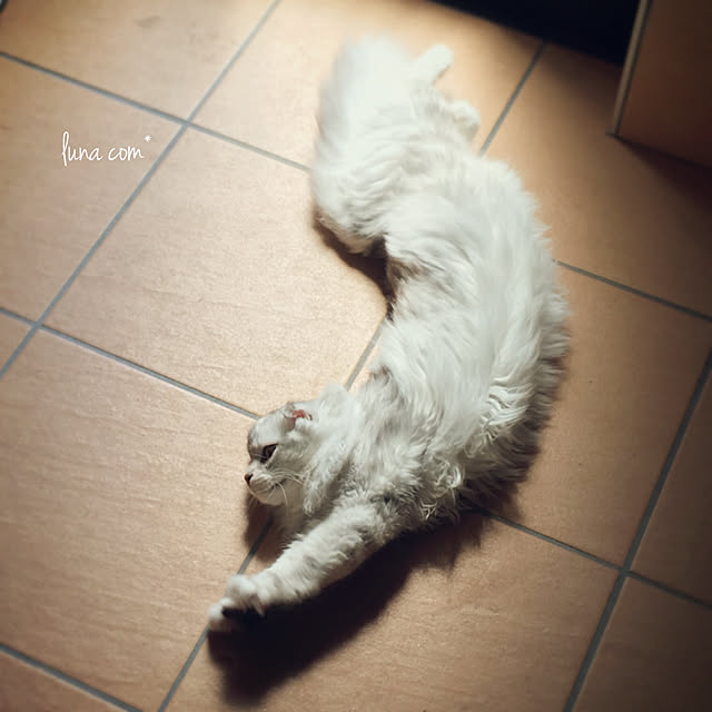 luna.comさんの実例写真