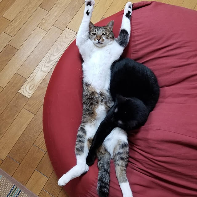 minminさんの実例写真