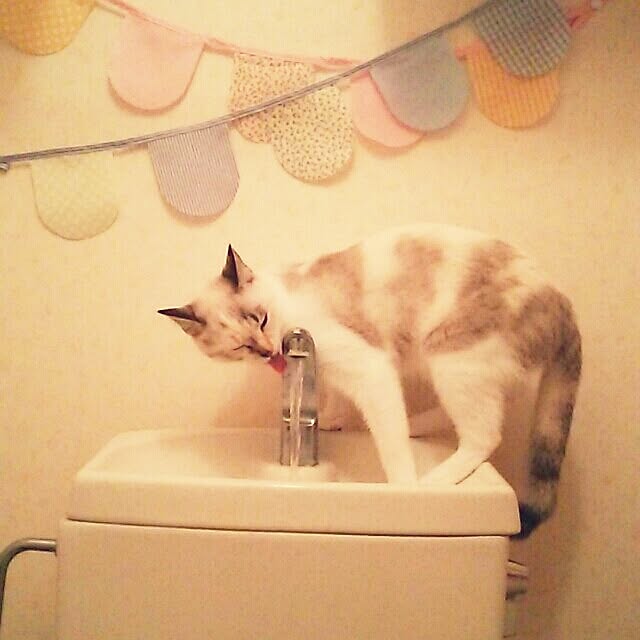 mzk5678910さんの実例写真